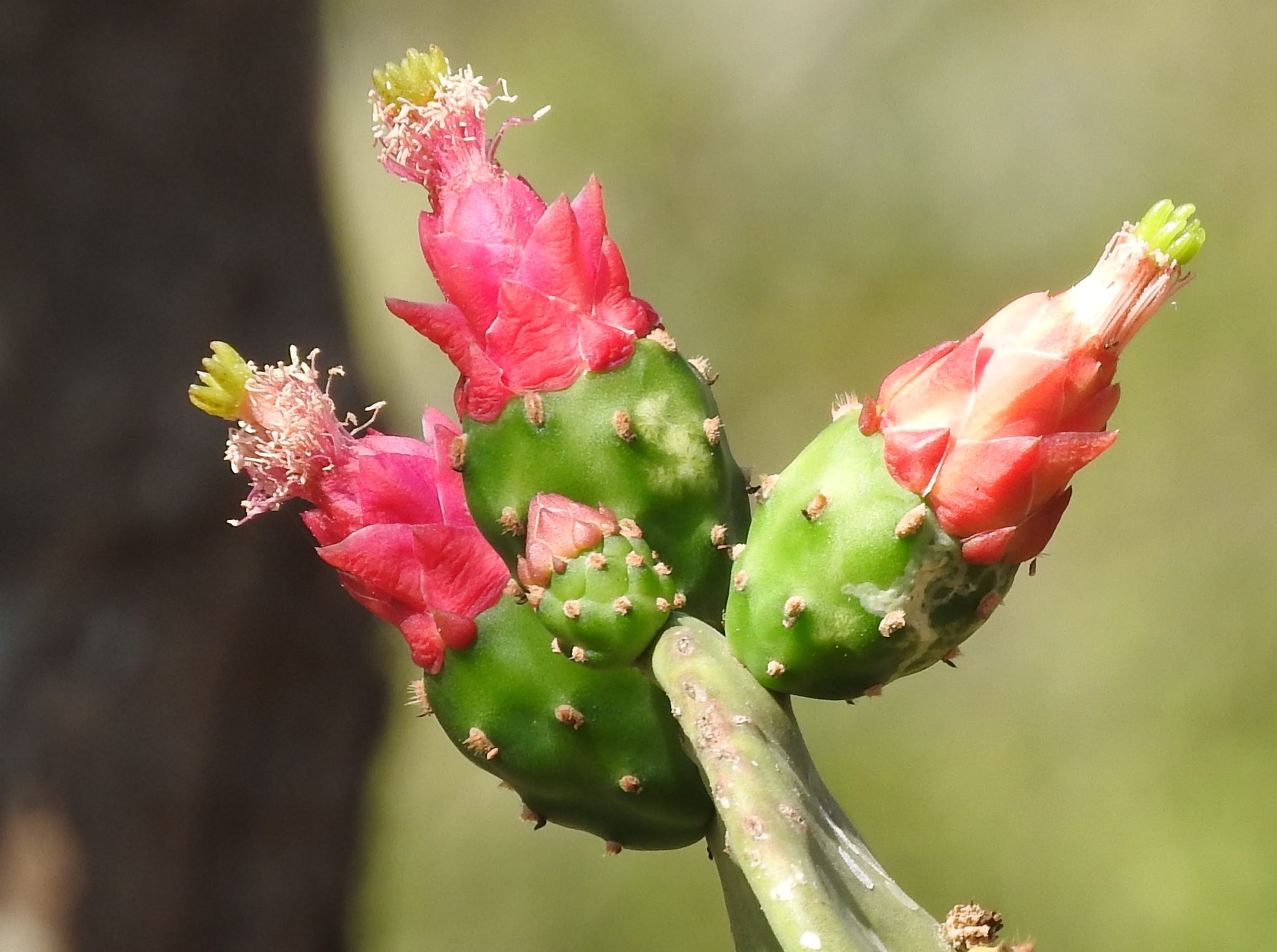 Opuntia cochenillifera